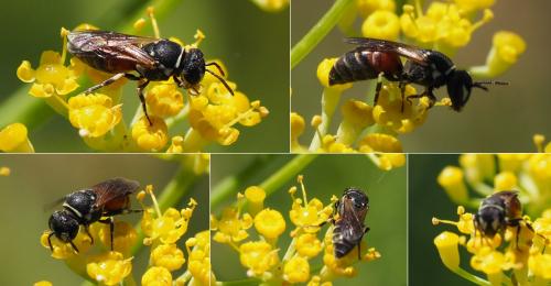 Hylaeus (meridionalis-variegatus)